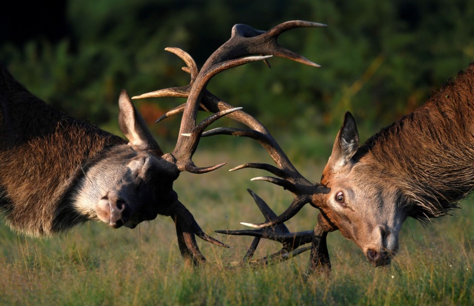 Two stag deer clash antlers during the beginning of the rutting season in Richmond Park, south west London