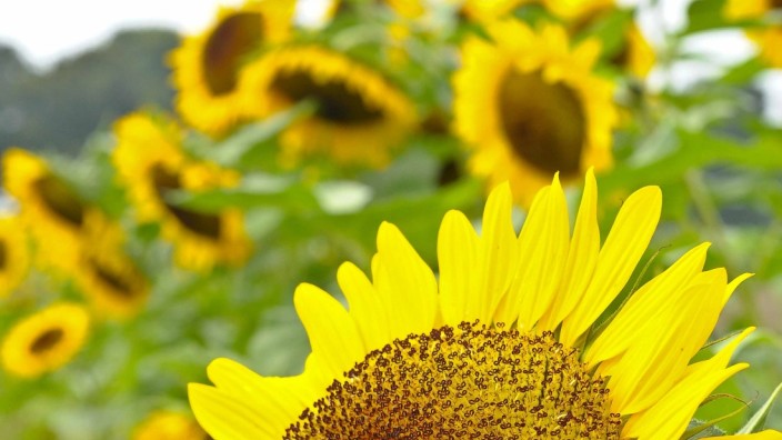 Ebersberg: Die Nachfrage nach Sonnenblumenkernen, Soja, Linsen und Quinoa auf dem Markt ist gestiegen.