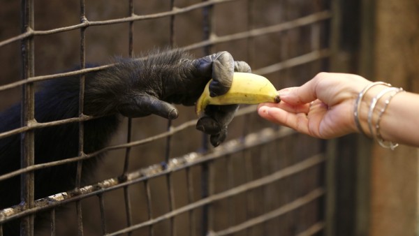 More than 3,000 wild great apes are illegally seized from the jun