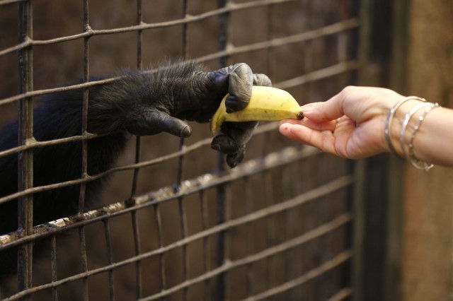 More than 3,000 wild great apes are illegally seized from the jun