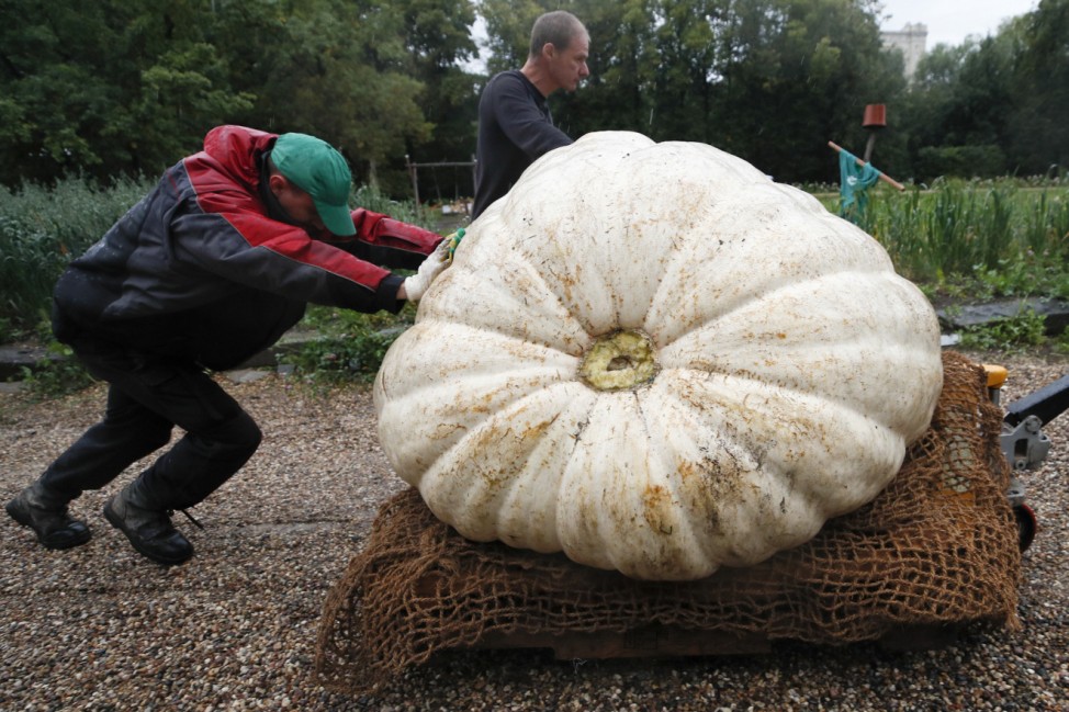 Men transport a giant pumpkin before its presentation in Moscow
