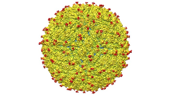 Zika Virus  (c) Kuhn and Rossmann research groups, Purdue University/dpa