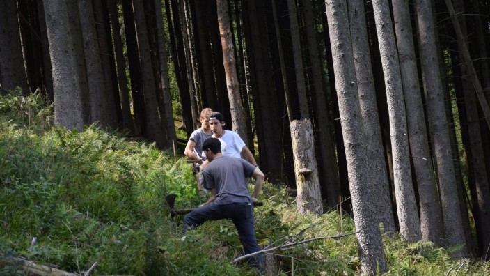 Aktion  : Drei Jugendliche aus Italien entfernen den üppigen Bewuchs auf dem Waldboden, bevor sie die jungen Bäumchen pflanzen können.