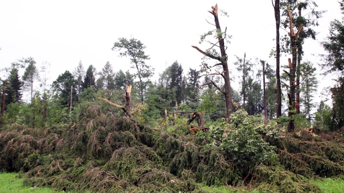 Tornado zertrümmert Baumriesen; Sturmschäden bei Aschering