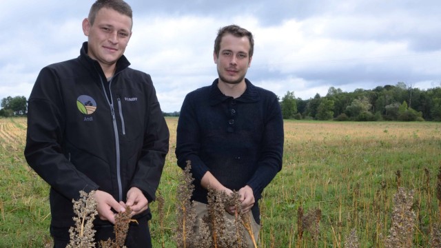 Quinoa-Anbau: Andreas (links) und Thomas Knab (rechts) bauen gemeinsam Quinoa an.