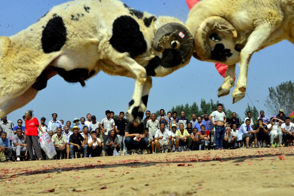 Two sheep fight as people watch during a local sheep-fighting event in a village in Liaocheng