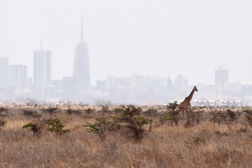 160923 NAIROBI Sept 23 2016 A giraffe walks inside the Nairobi National Park in Nairobi Ken