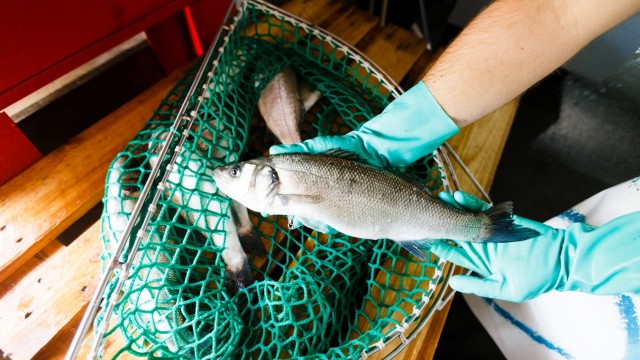 Report: Der Wolfsbarsch gehört zu den Edelfischen, mit denen Völklingen aus der Krise kommen will.