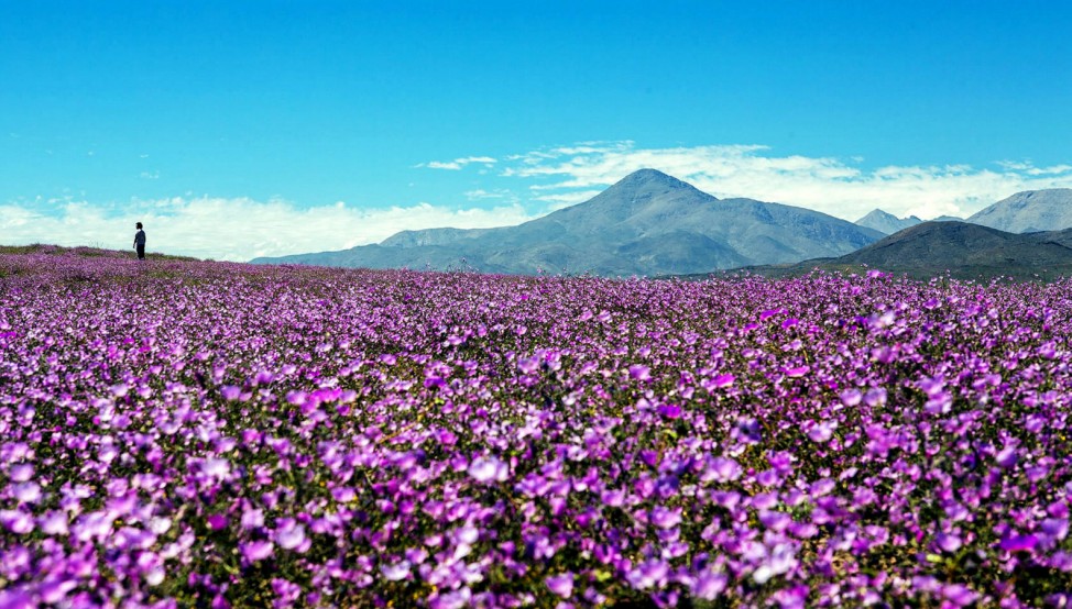 Blühende Atacama-Wüste in Chile