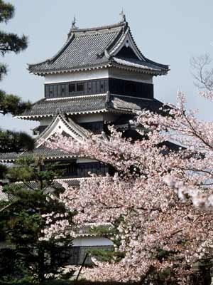 Kirschblüte in Japan, dpa