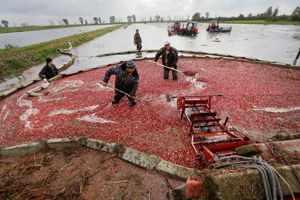 Cranberry-Ernte in Weißrussland