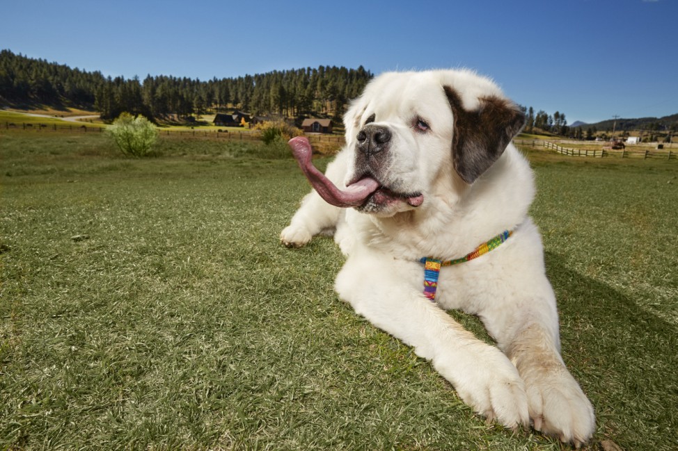 Hundezunge schafft es ins Guiness-Buch der Tierrekorde