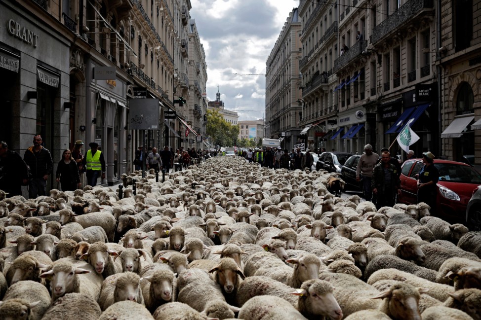 Protest gegen Wolfsangriffe auf Schafe in Frankreich
