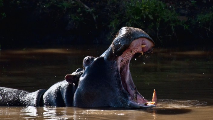 Tierwelt: Etwa 1300 Flusspferde lebten vor dem Milzbrand-Ausbruch in Namibia.