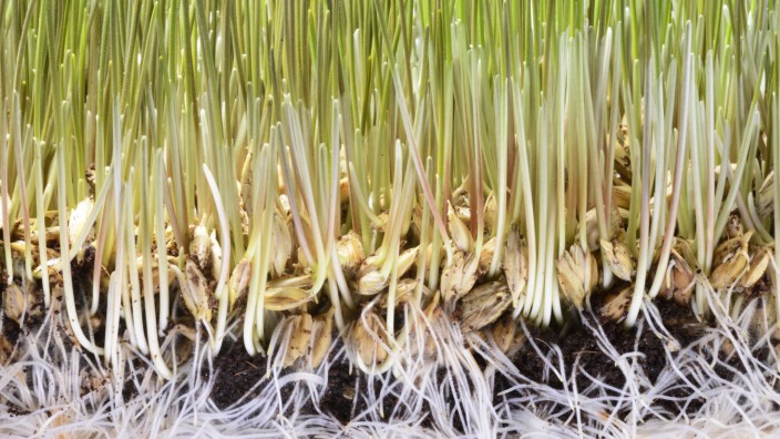 Wheatgrass seedling Wheatgrass seedlings growing in soil showing the seeds roots and sprouted shoo