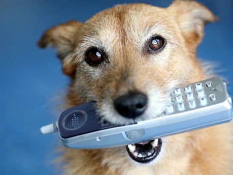 Der telefonierende Hund
