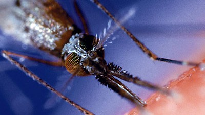 Mücke überführt Autodieb: DNA-Stichprobe: Eine Mücke hat der finnischen Polizei bei der Suche nach einem Autodieb geholfen.