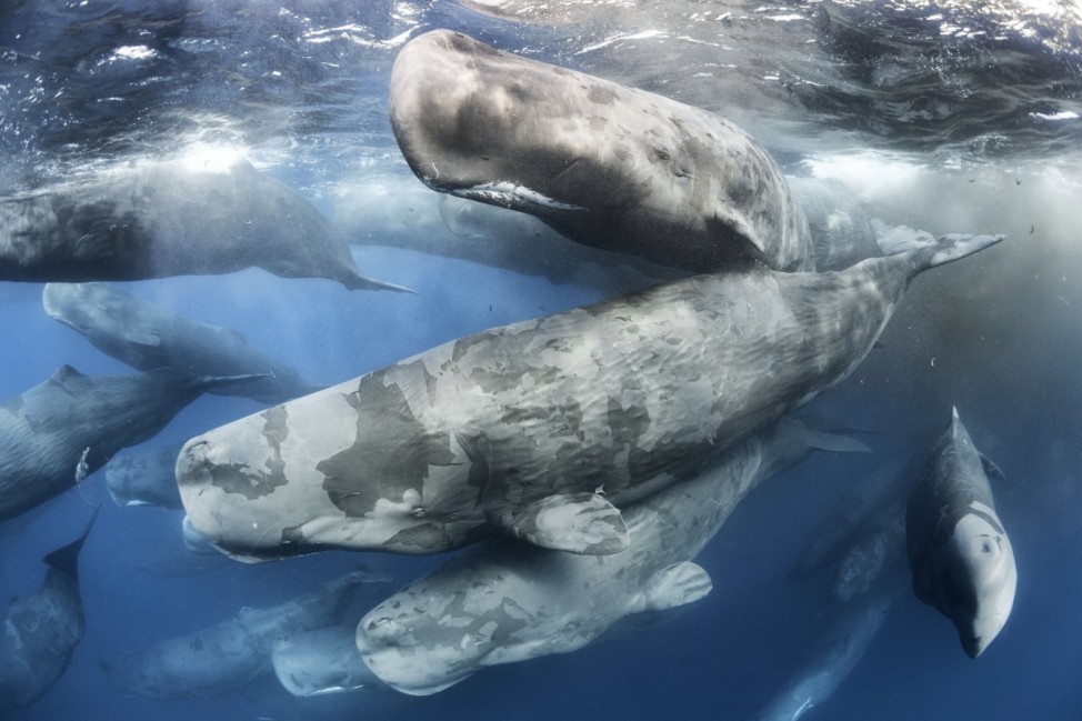 Sperm Whales Emerging from Cloud of Poo
