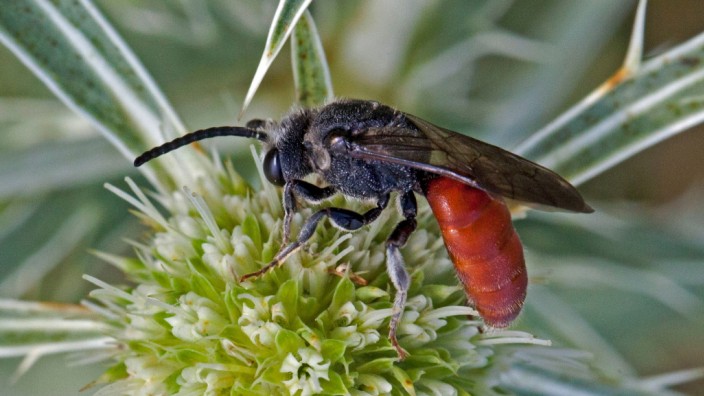 Forscher belegen Insektensterben: Die Blutbiene Sphecodes albilabris gilt als stark gefährdet.