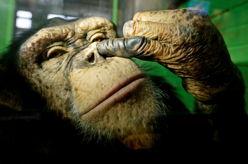 Anfisa, a twelve-year-old female chimpanzee, picks its nose at the Royev Ruchey Zoo in Krasnoyarsk