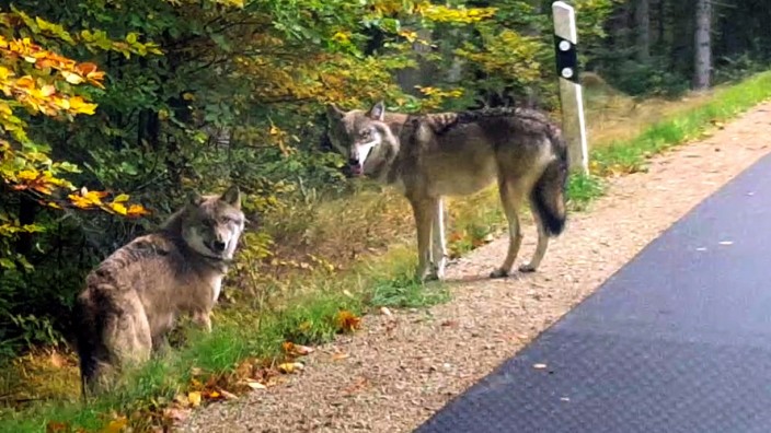 Entlaufene Wölfe im Bayerischen Wald