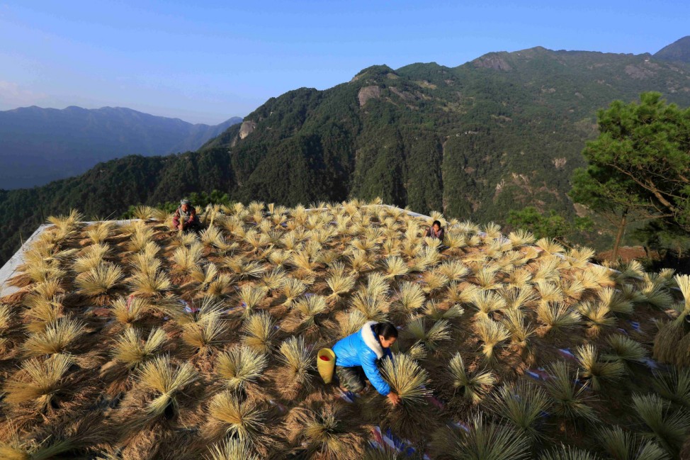Villagers dry crops during harvest season in a village in Liuzhou