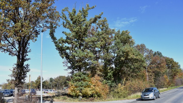 Bäume an der Maisacher Straße