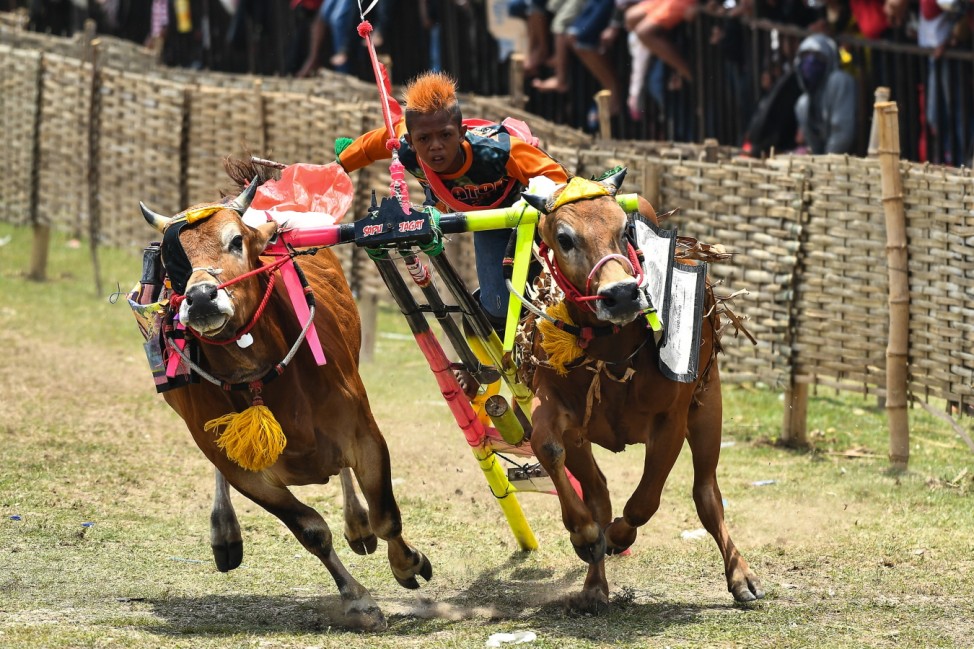 Traditional Bull Racing: Karapan Sapi Indonesia President Cup Trophy 2017