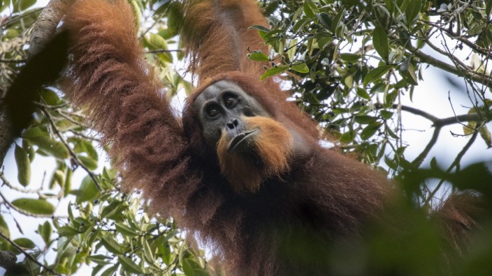 Artenschutz: Erst vor einem Jahr entdeckt und schon vom Aussterben bedroht: der Tapanuli-Orang-Utan.
