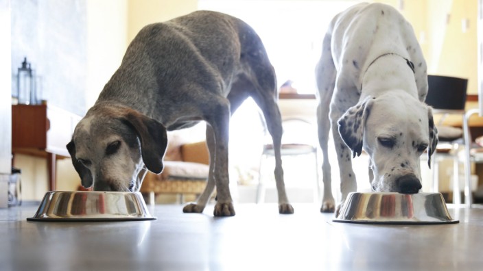 Two dogs at home eating from bowls property released PUBLICATIONxINxGERxSUIxAUTxHUNxONLY REAF00202