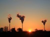 CO2-Ausstoß in Deutschland: Kohlekraftwerk in Mannheim