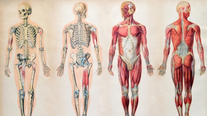 Anatomie: Leber, Niere und Magen gesucht!