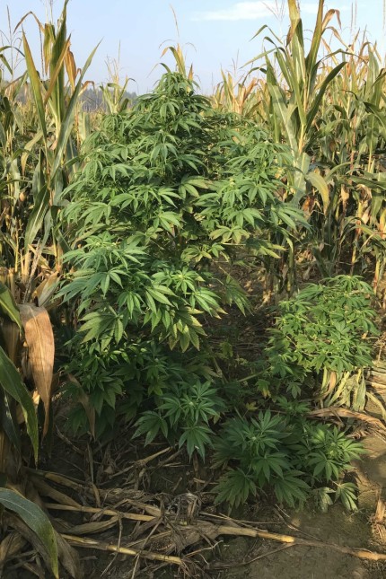Erfahrene Drogenfahnder staunen über den Fund: Die Marihuana-Pflanzen auf der illegalen Plantage in einem Maisfeld bei Altomünster waren bis zu zwei Meter groß.