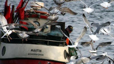 Fischfang: Die verordnete Vernichtung von Speisefischen freut nur die Seevögel.