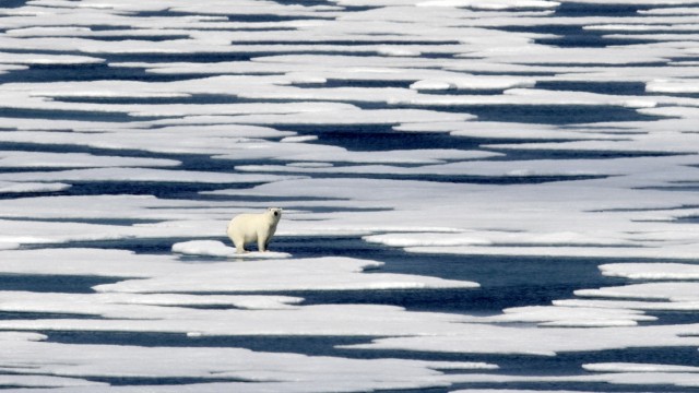 Nobelpreis: Auch Eisbären haben ein Klimaproblem, ihre Lebensumgebung, hier der kanadisch-arktischer Archipel, schmilzt. Auf Probleme wie diese hat der Wirtschaftsforscher Nordhaus früh hingewiesen.