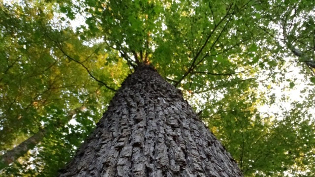 Klimawandel: Baumhaseln können 32 Meter groß werden.