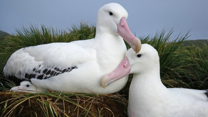 This is a pair of Wandering Albatrosses on the sub-Antarctic island of Bird Island (South Georgia).