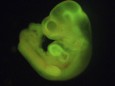 Handout image shows a mouse embryo formed with Stimulus-Triggered Acquisition of Pluripotency (STAP) cells