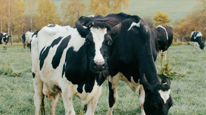 Landwirtschaft: Seite an Seite im Gras: Links das Deutsche Schwarzbunte Niederungsrind, rechts die hocheffiziente Holstein-Friesian.