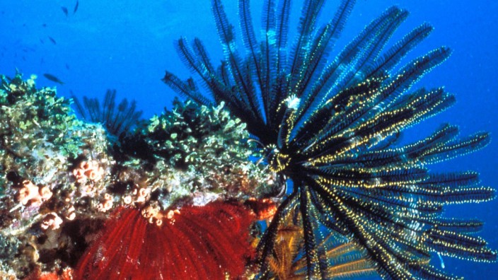 Weltnaturerbe in Gefahr - Great Barrier Reef