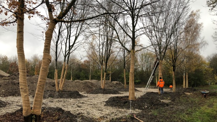 Unterschleißheim: Erhaltenswerte Bäume von der Landshuter Straße warten im Westen des Business Campus darauf, dass sie an ihrem späteren Standort wieder Wurzeln schlagen können.