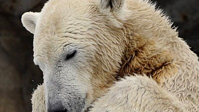 Eisbärenbabys tot gefunden: Genießt den Winter: Eisbär-Star Knut.