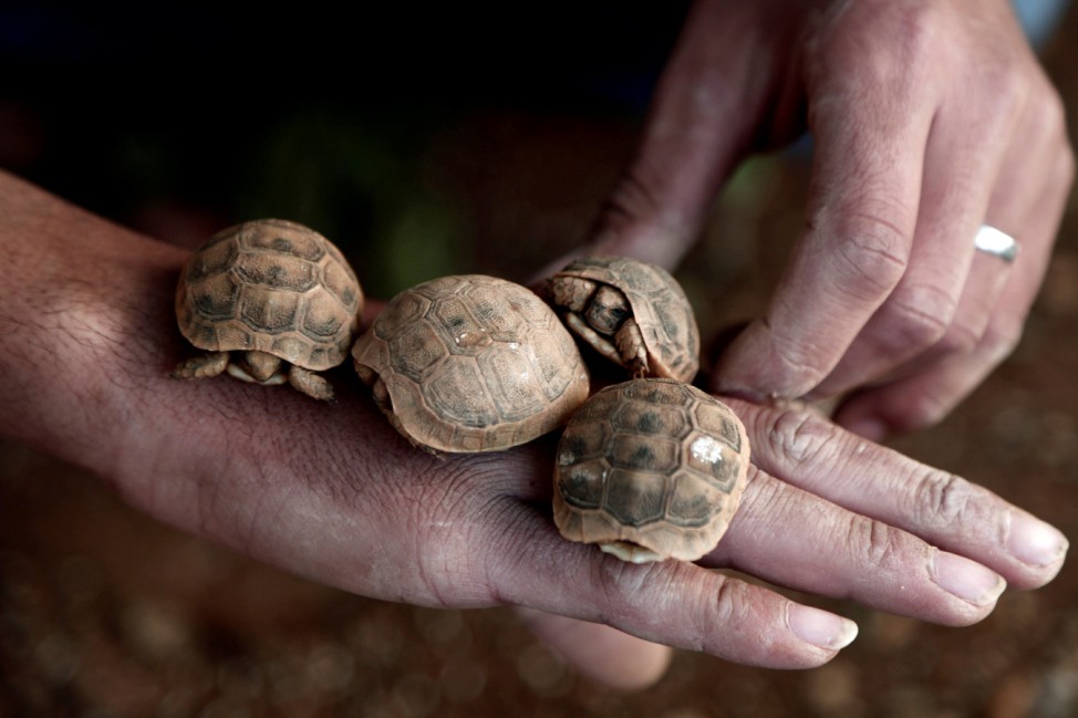A Palestinian man holds his baby tortoises near the West Bank town of Tubas
