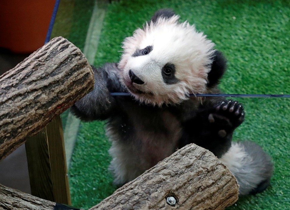 Yuan Meng, a four month old baby panda, is seen inside his enclosure during a ceremony at the Beauval zoo in Saint-Aignan-sur-Cher
