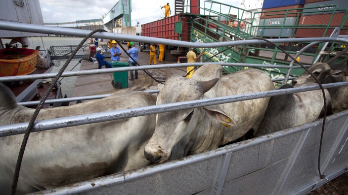 Cattle walk up a ramp into a cargo ship for export, at Vila do Conde port in Barcarena
