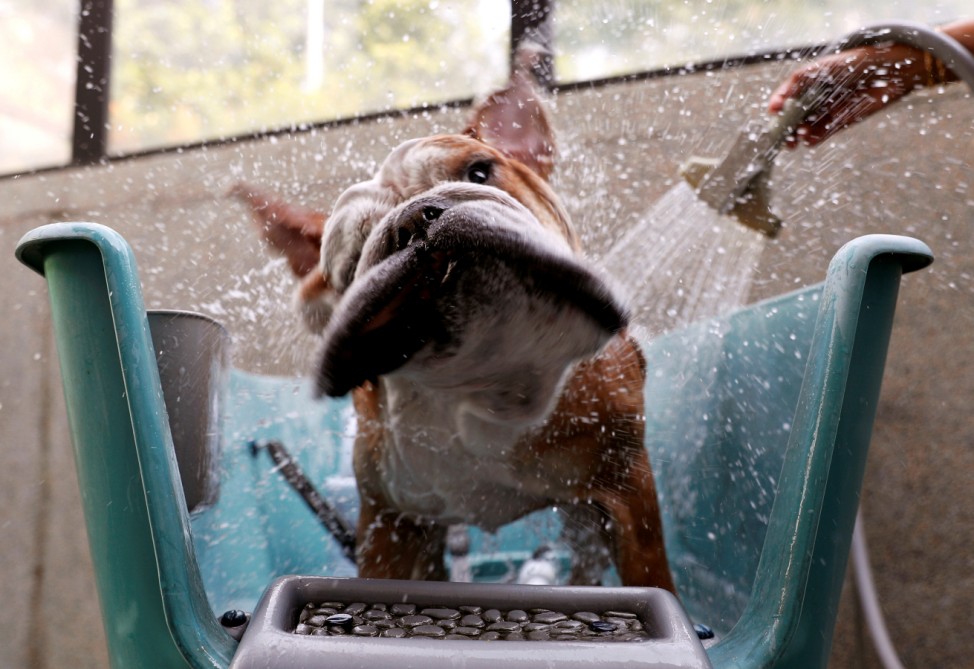 Bobo, a British Bulldog, takes a shower at The Wagington luxury pet hotel in Singapore