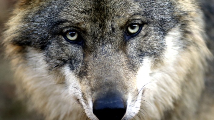 Artenschutz: Ein Tier, das polarisiert: Dass sich der Wolf in Bayern wieder angesiedelt hat, wird von Naturschützern begrüßt, von Bauern und vielen Politikern aber nicht.