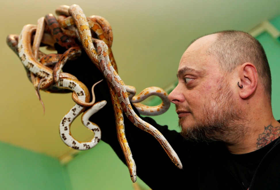 French man named Alexis, an exotic animal enthusiast, plays with his corn snakes (pantherophis guttatus) at his home in Bordeaux