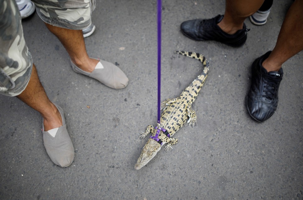 A man stands with a one-year-old pet crocodile on a leash during a gathering of a reptile lovers club during car-free day in central Jakarta, Indonesia