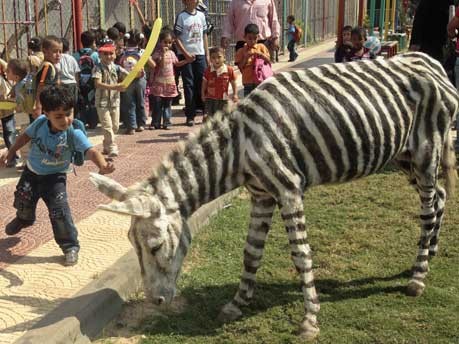 Zoo in Gaza;Reuters